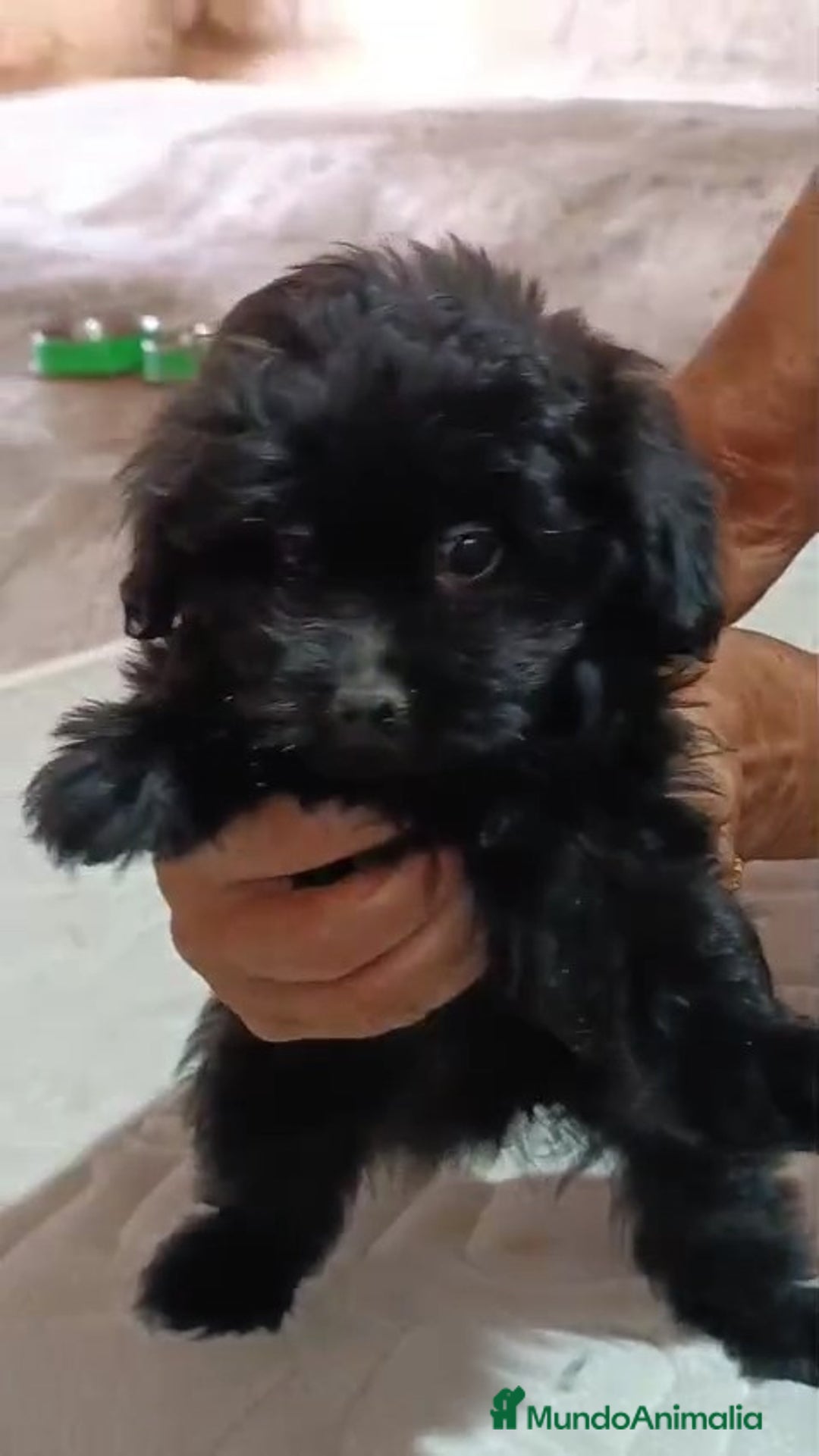 Caniche Enano perros en venta: **OFERTA AGOSTO** MACHITO POMAPOO, PELO BRILLANTE - Imagen 2