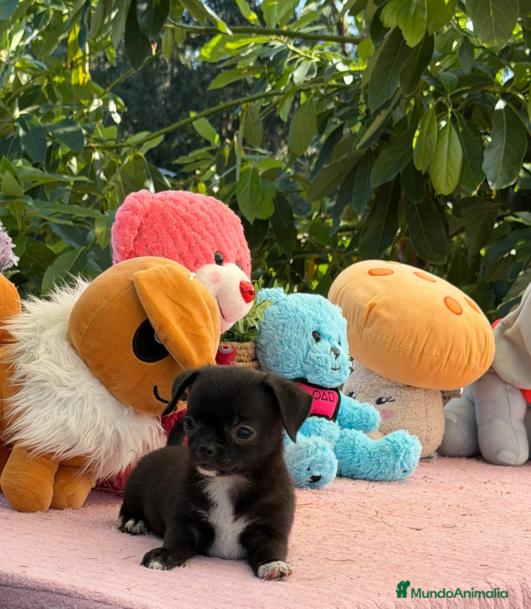 Chihuahua perros Preciosa cachorros de chihuahua  - Anuncio 1