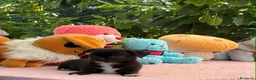 Chihuahua perros en venta: Preciosa cachorros de chihuahua  - Anuncio 1