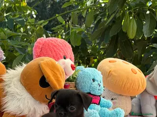 Chihuahua perros Preciosa cachorros de chihuahua - Anuncio 1