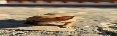 Chihuahua 2
