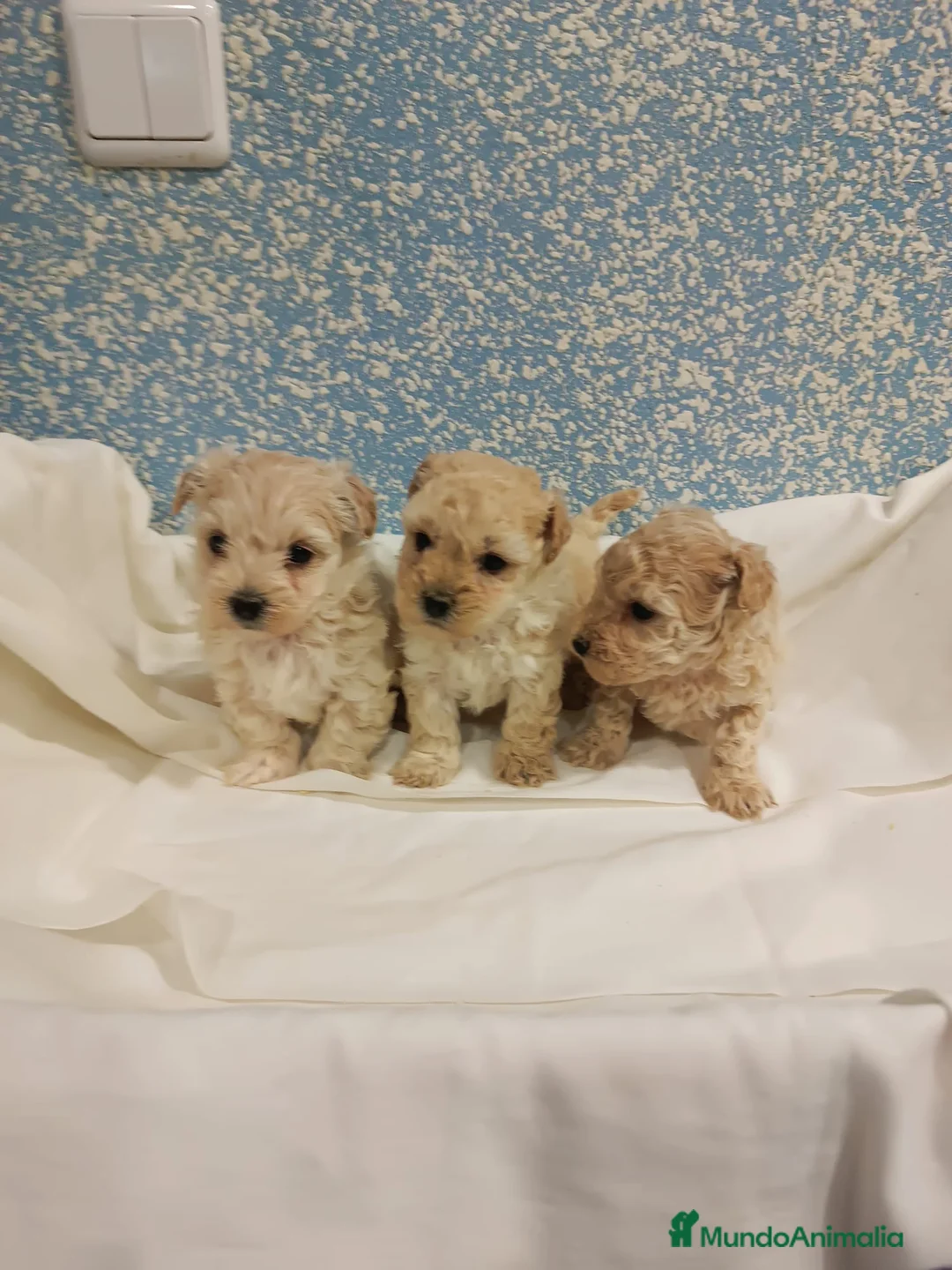 Caniche Toy perros en venta: Excelente camada de caniche toy color champang - Anuncio 3