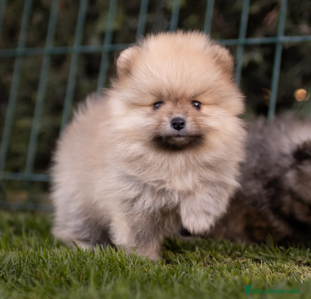 Pomerania perros en venta: Camada Pomerania toy - Anuncio 4