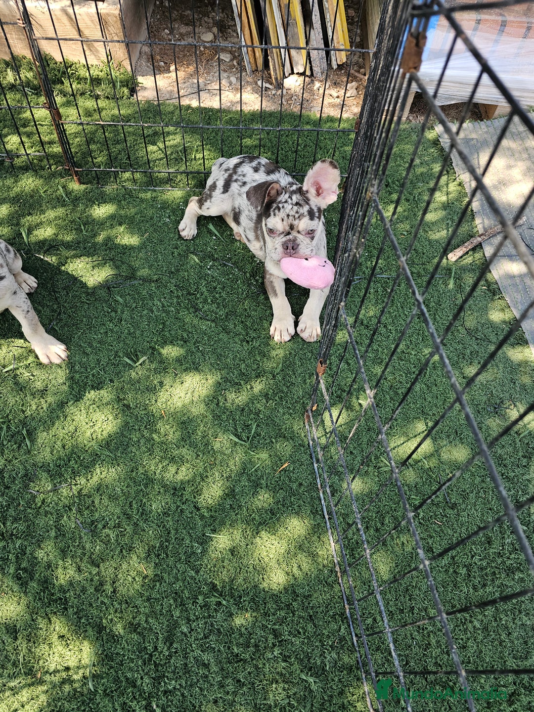 Bulldog Francés perros en venta: Bulldog francés cocoa and tan merle - Imagen 2