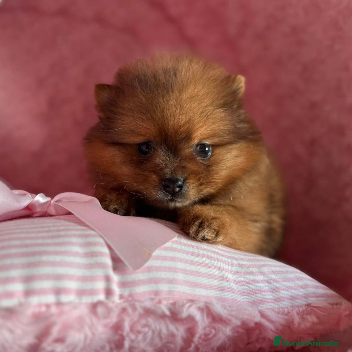 Pomerania perros Lulú de Pomerania  - Anuncio 6