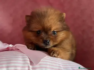 Pomerania perros Lulú de Pomerania - Anuncio 6
