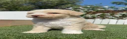 Perro de Agua Español perros en venta: PERRO DE AGUA ESPAÑOL - Anuncio 8