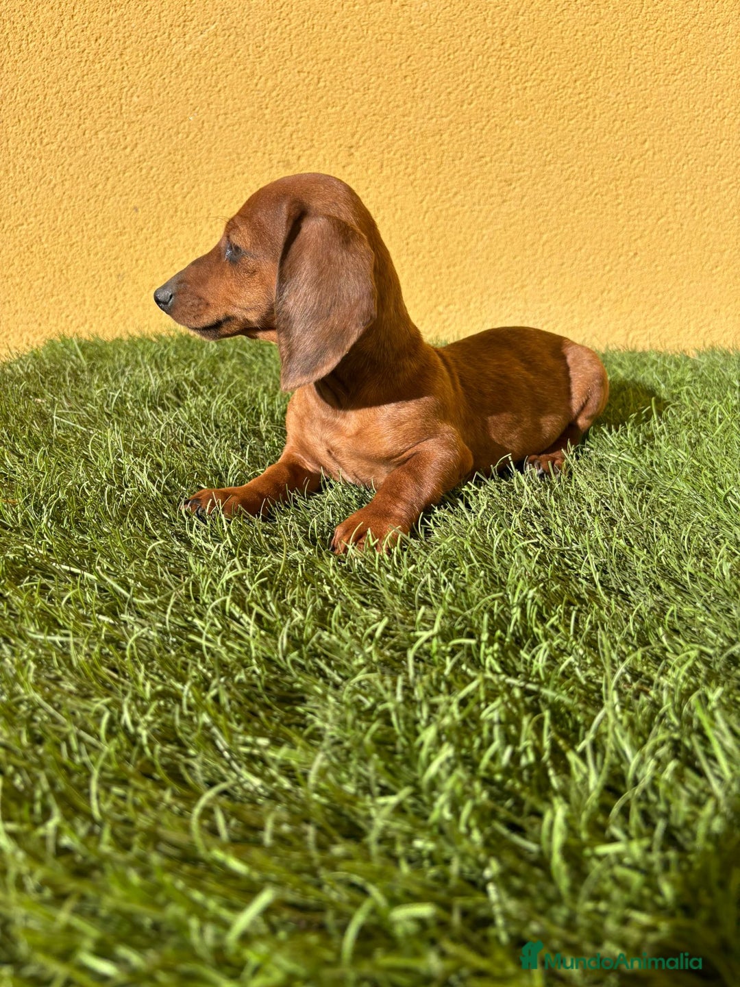 Teckel Miniatura perros en venta: Tekel miniatura merle chocolate solido - Imagen 7