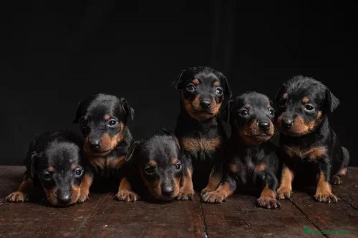 Pinscher Miniatura perros - Anuncio 19