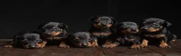 Pinscher Miniatura perros en venta: Pinscher puppy  - Anuncio 1