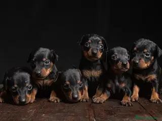 Pinscher Miniatura perros Pinscher puppy - Anuncio 27