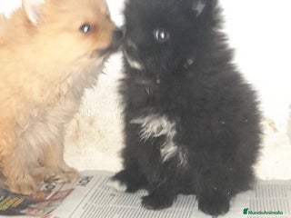 Pomerania perros en Badajoz - Anuncio 29