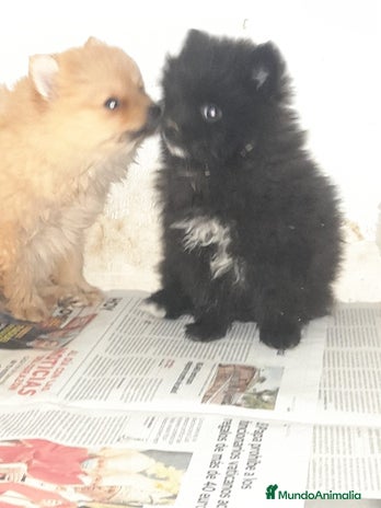 Pomerania perros Pomerania de Lulú en Badajoz - Anuncio 4