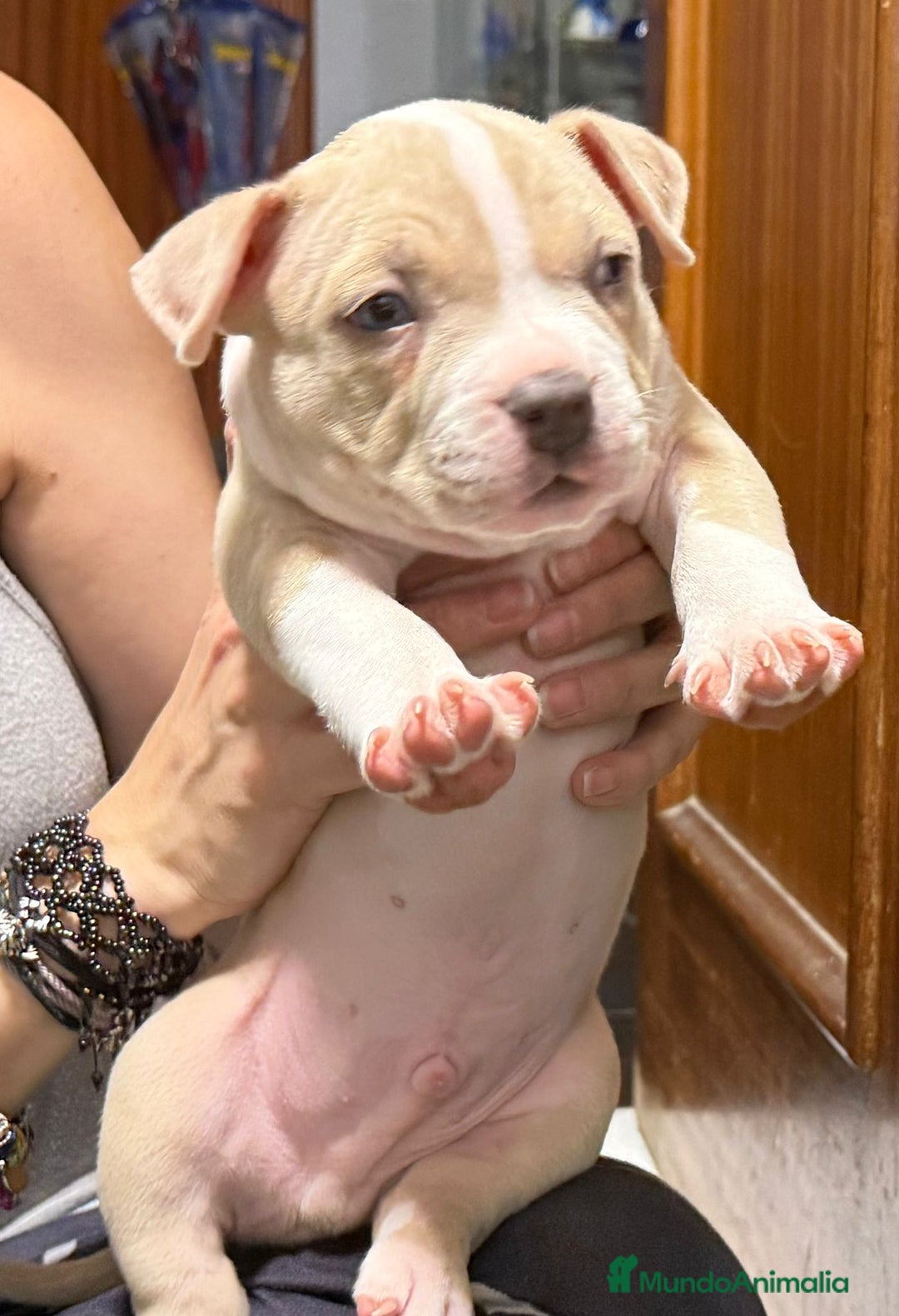 American Bully perros en venta: AMERICAN BULLY ♂️♀️ - Imagen 1