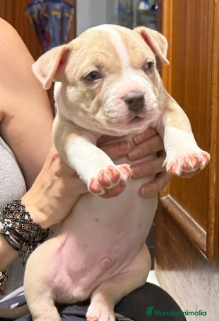 American Bully perros - Anuncio 1