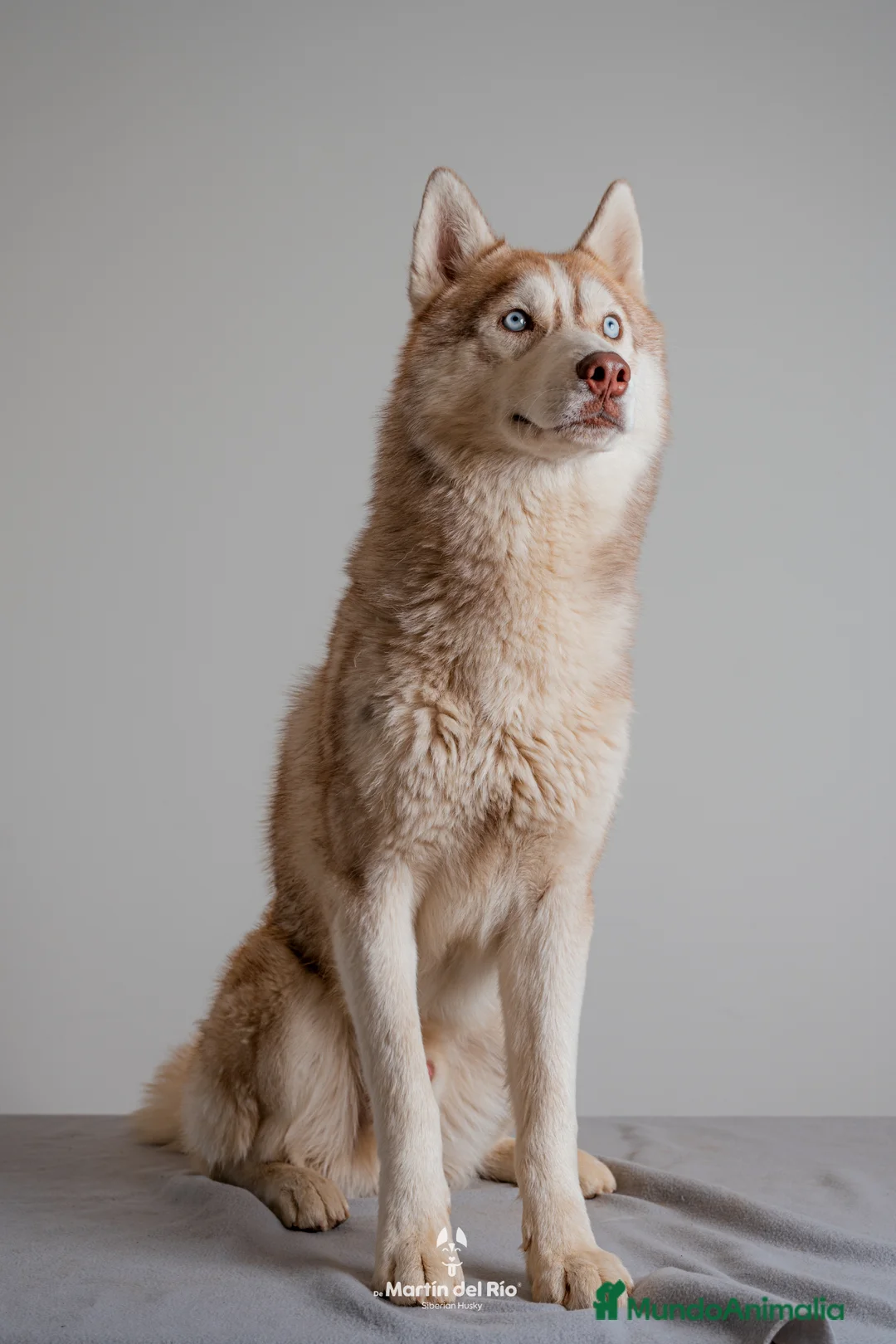 Husky Siberiano perros en venta: Cachorros HUSKY SIBERIANO - Anuncio 2