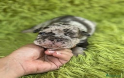 Bulldog Francés perros en venta: Bulldog merle blue  - Imagen 3