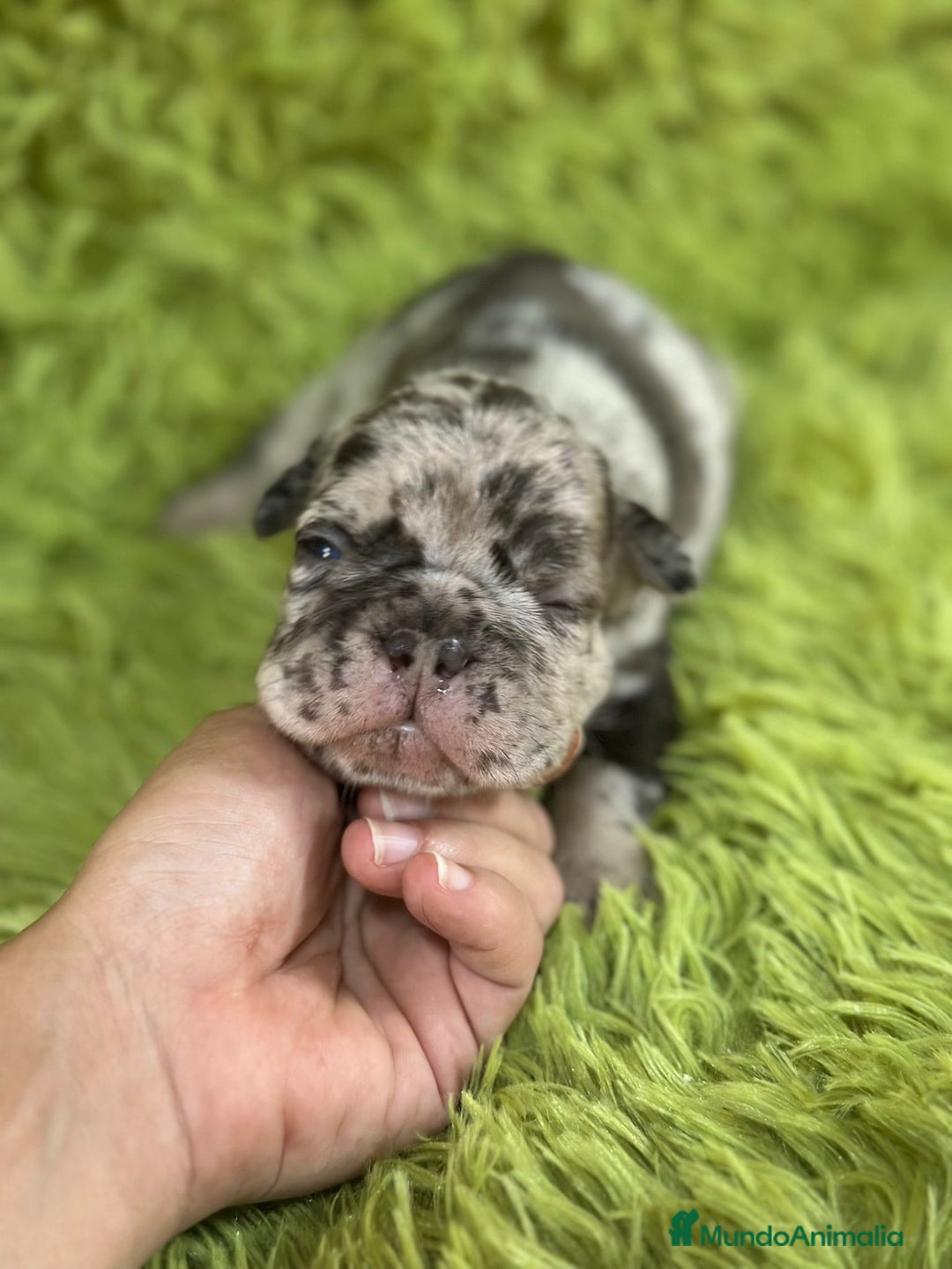 Bulldog Francés perros en venta: Bulldog merle blue  - Imagen 3
