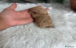 Caniche Toy perros en venta: CANICHE TOY HEMBRA - Imagen 10