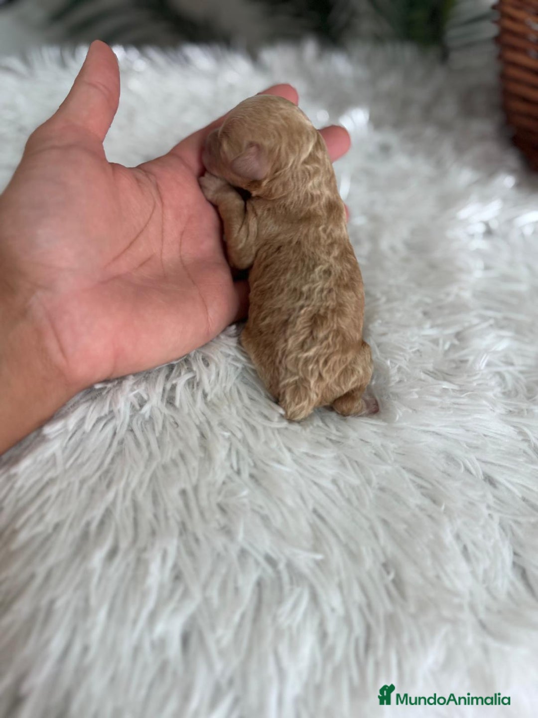 Caniche Toy perros en venta: CANICHE TOY HEMBRA - Imagen 10