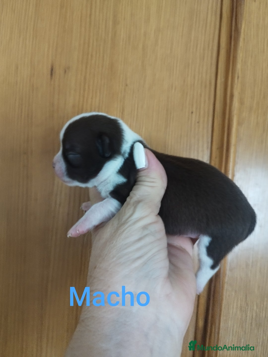 Chihuahua perros en venta: CHIHUAHUAS TOYS CALIDAD Y SELECCIÓN  - Imagen 10