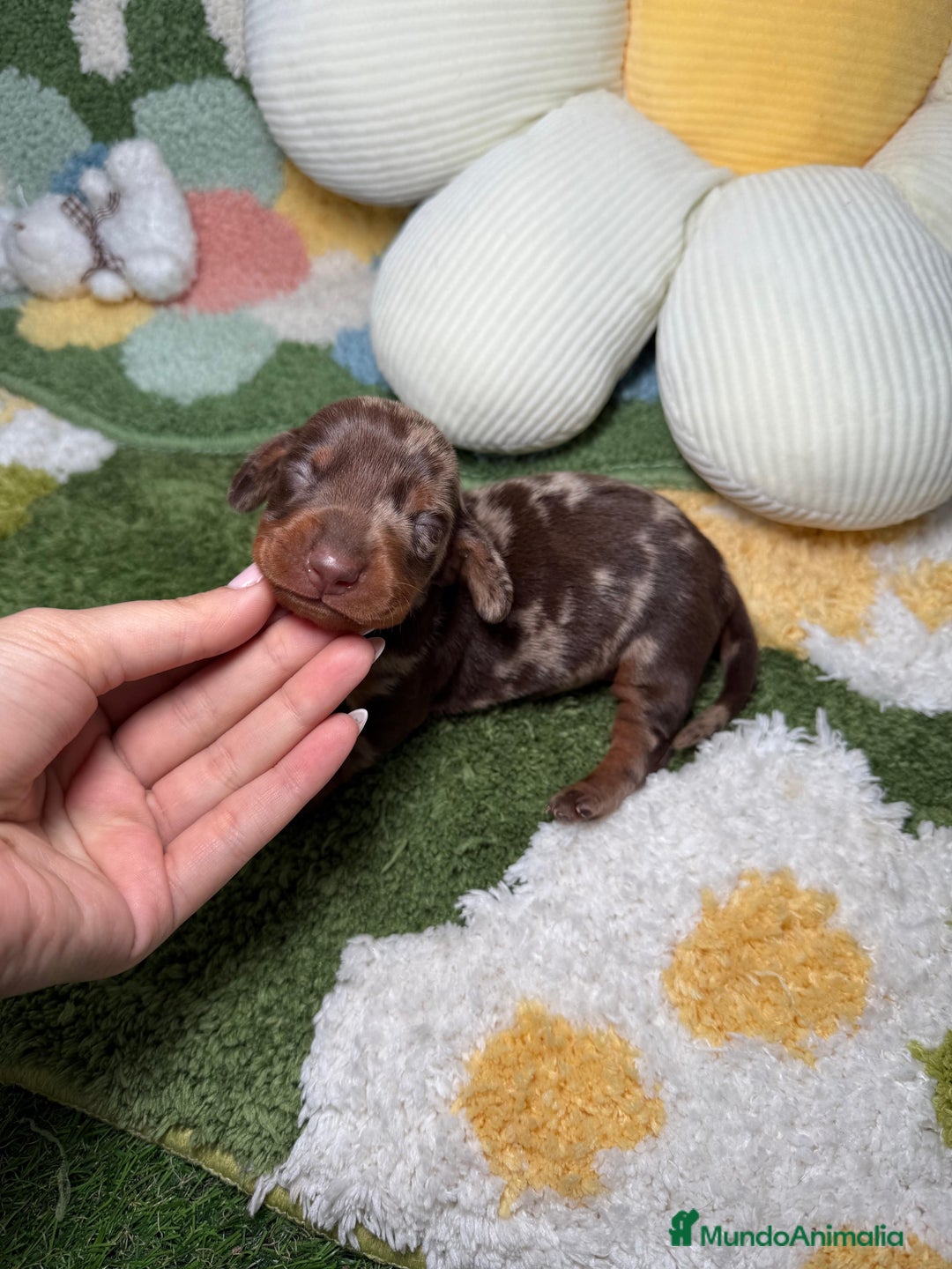 Teckel perros en venta: Teckel Kaninchen Arlequin Chocolate Macho - Anuncio 3