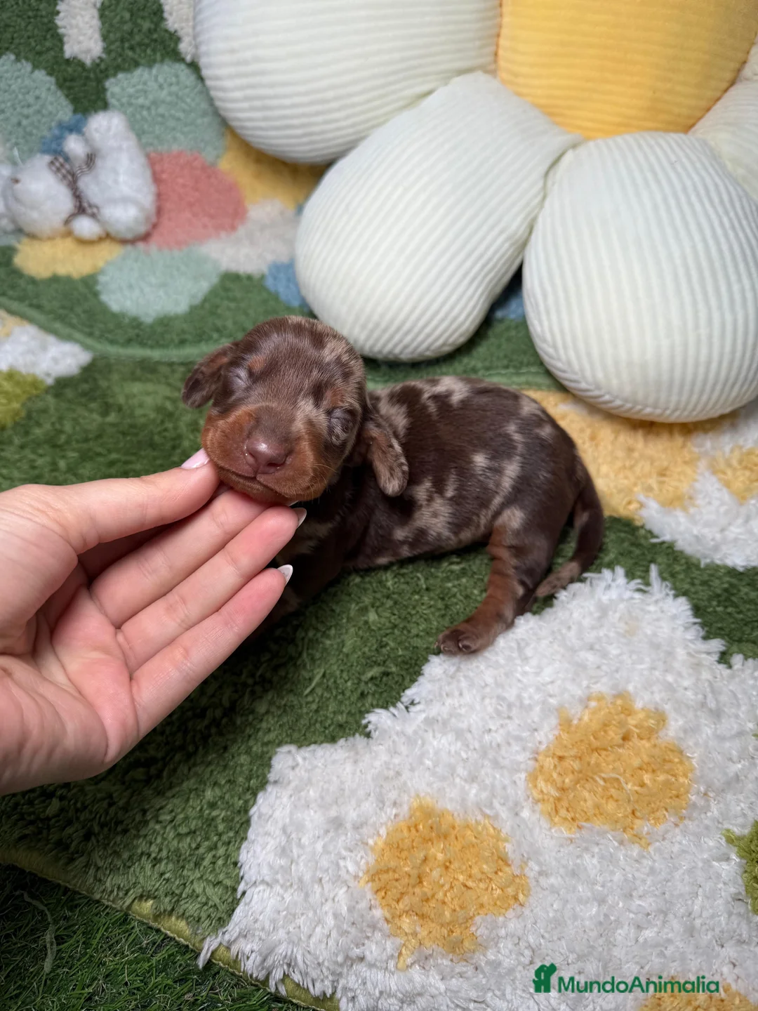 Teckel perros en venta: Teckel Kaninchen Arlequin Chocolate Macho - Anuncio 3