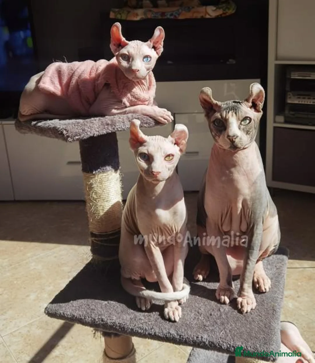 Imagen de galería {{count}}