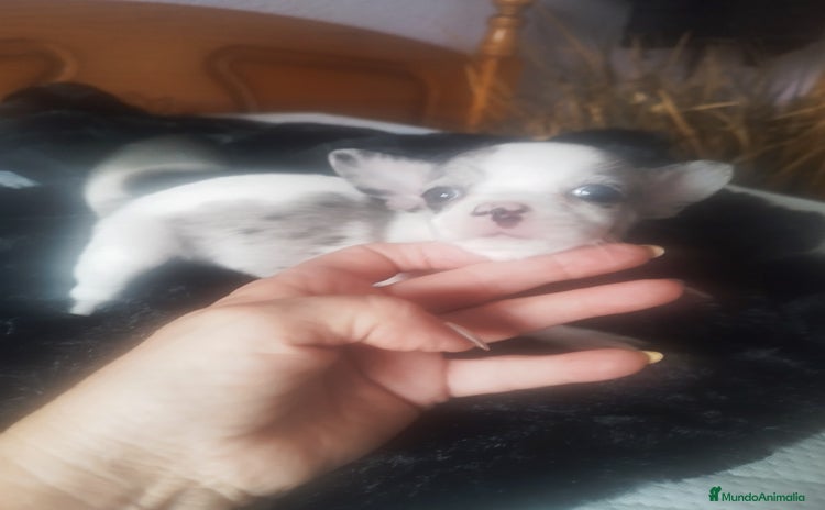 Chihuahua perros - Anuncio 1