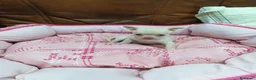 Chihuahua perros en venta: CHIHUAHUA TOY - Anuncio 11