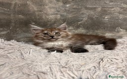 Maine Coon gatos en venta: Maine Coon Black Humo - Imagen 12