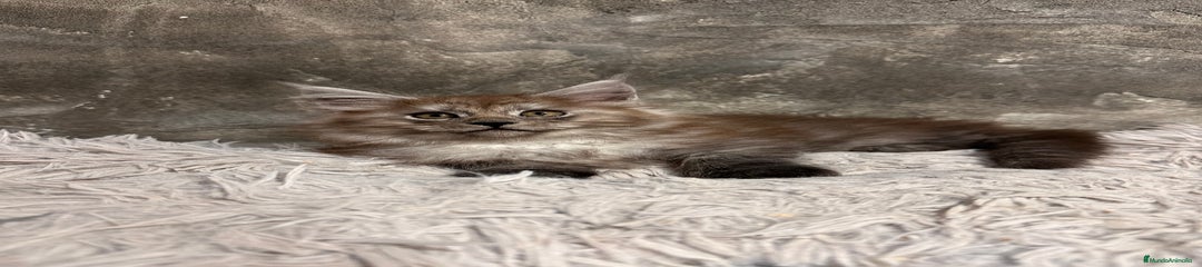 Maine Coon Black Humo Perla