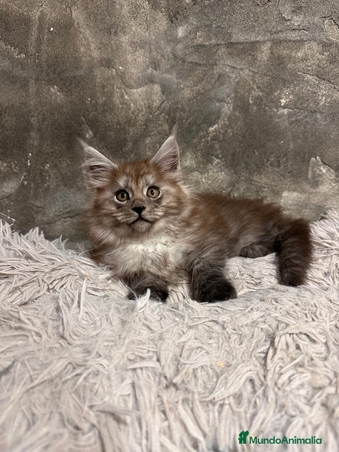 Maine Coon gatos en venta: Maine Coon Black Humo - Imagen 12