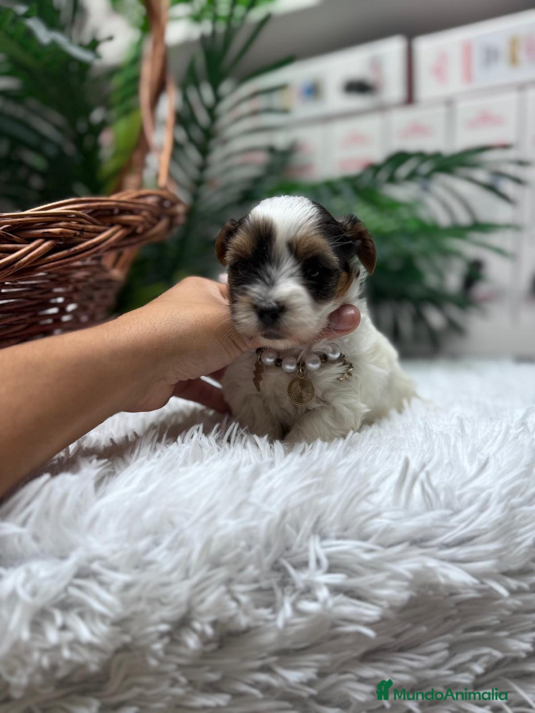 Yorkshire Terrier perros en venta: YORKSHIRE BIEWER HEMBRA - Anuncio 9