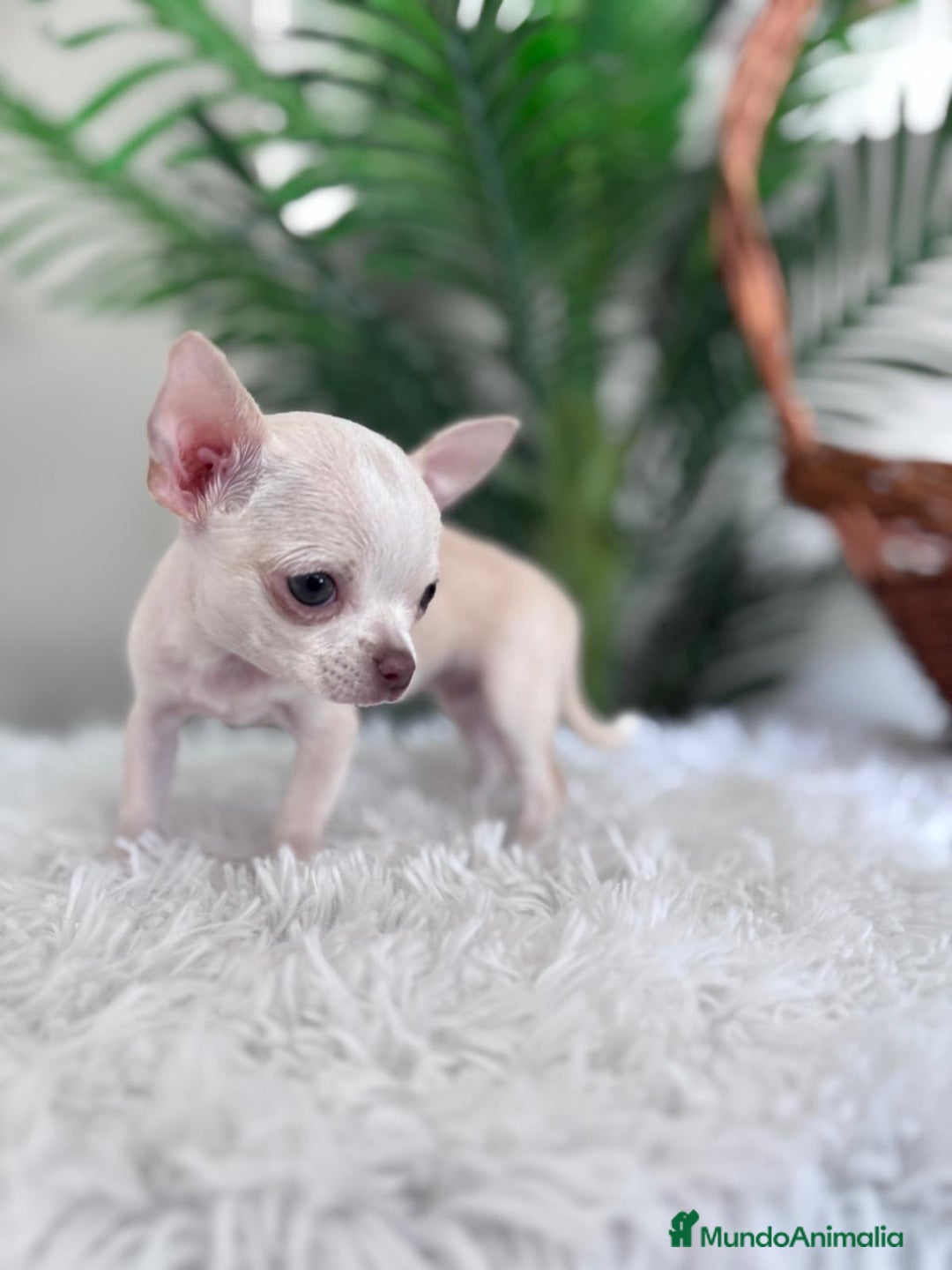 Chihuahua perros en venta: CHIHUAHUA HEMBRA - Imagen 12