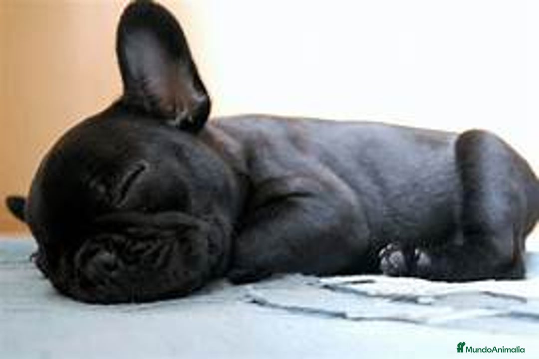 Bulldog Francés perros en venta: Bulldog Frances Hembras Negras  - Anuncio 1