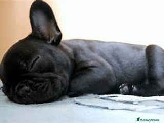 Bulldog Francés perros Bulldog Frances Hembras Negras - Anuncio 2