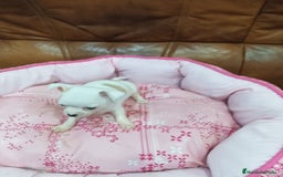 Chihuahua perros en venta: CHIHUAHUA TOY  - Imagen 3
