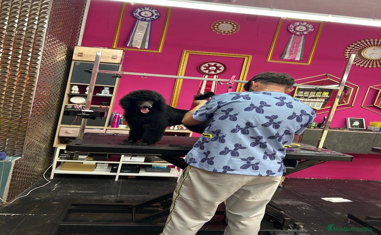 Caniche Gigante perros - Anuncio 1