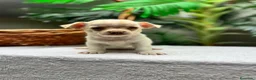 Chihuahua perros en venta: CHIHUAHUA-MACHO - Anuncio 11