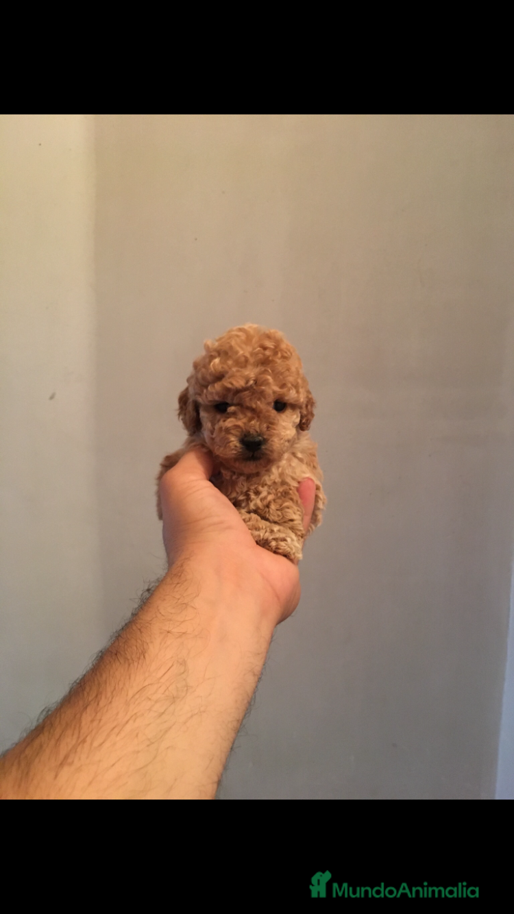 Maltipoo perros MALTIPOO GRAN CALIDAD - Anuncio 2