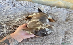 Teckel Miniatura perros en venta: Teckel arlequin chocolate - Imagen 3