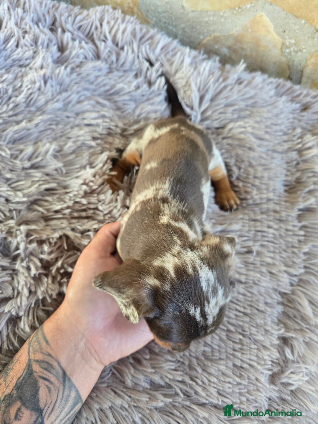Teckel Miniatura perros en venta: Teckel arlequin chocolate - Imagen 3