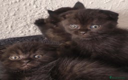 Británico de Pelo Corto gatos en venta: British y scottish fold chocolate  - Imagen 2