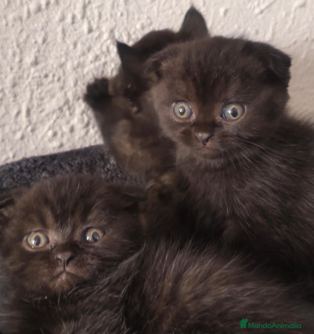 Británico de Pelo Corto gatos en venta: British y scottish fold chocolate  - Imagen 2