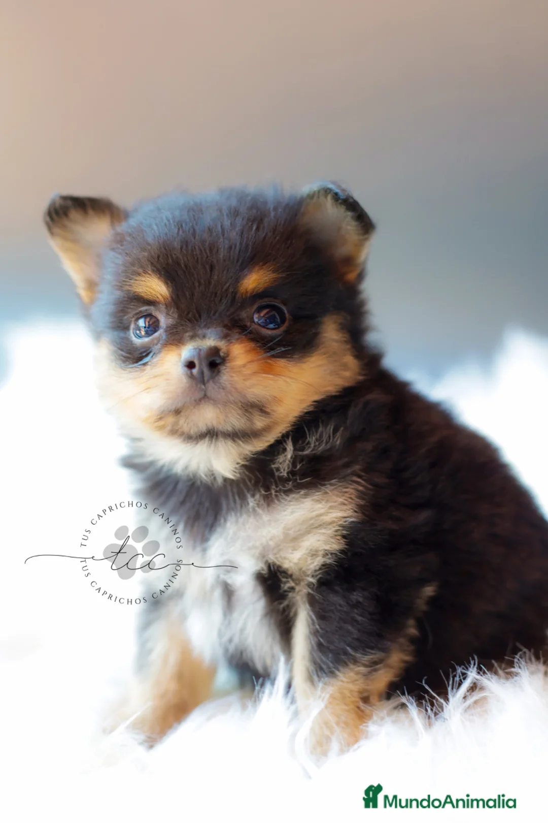 Pomchi perros en venta: Pomchi tricolor  - Anuncio 2