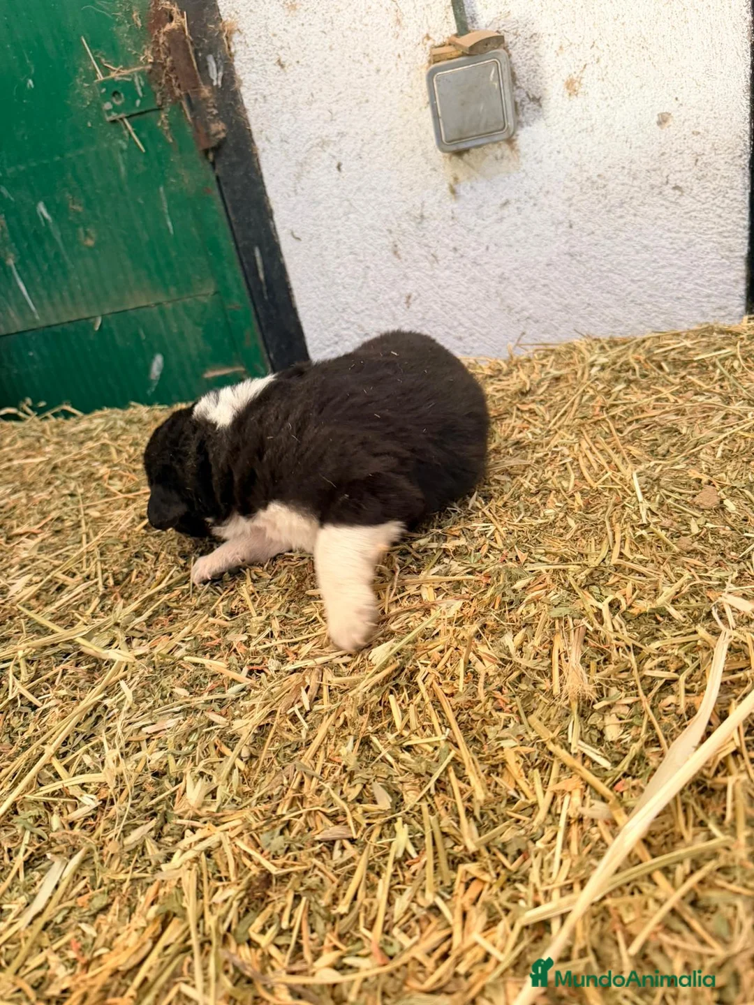 Raza Mixta perros en venta: Mestizo de mastín x Cáucaso  - Anuncio 33