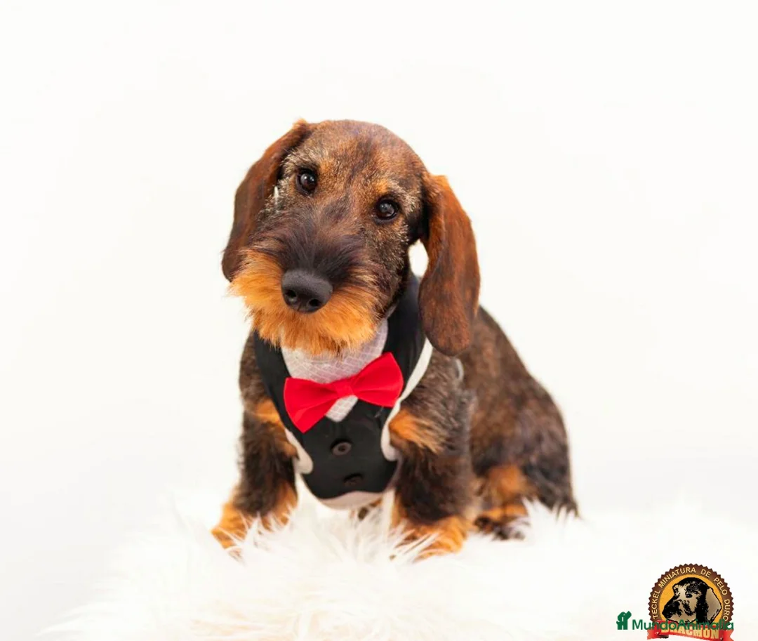 Imagen de galería {{count}}