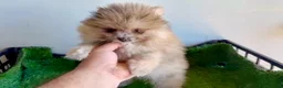 Pomerania perros en venta: Pomerañia toy - Anuncio 1