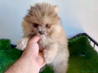 Pomerania perros Pomerañia toy - Anuncio 1